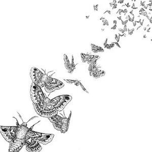 Des Ark - Everything Dies  CD